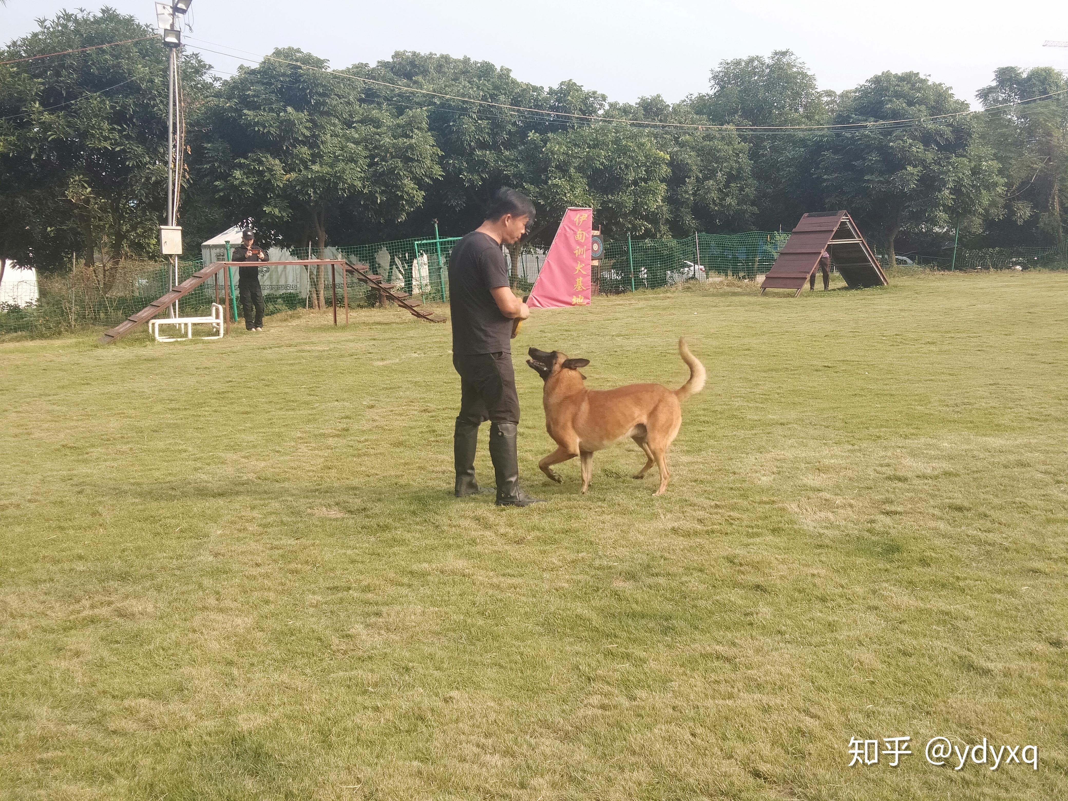 重庆狗狗训练学校图片