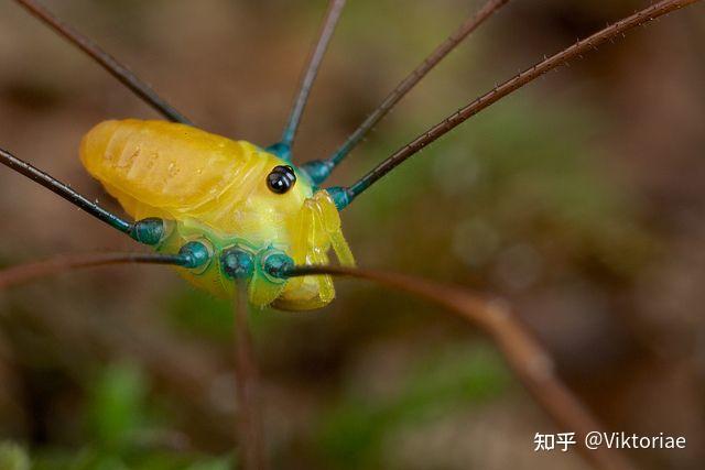 【蝎类形态学】蝎子的钳子实际上只是长了角的腿