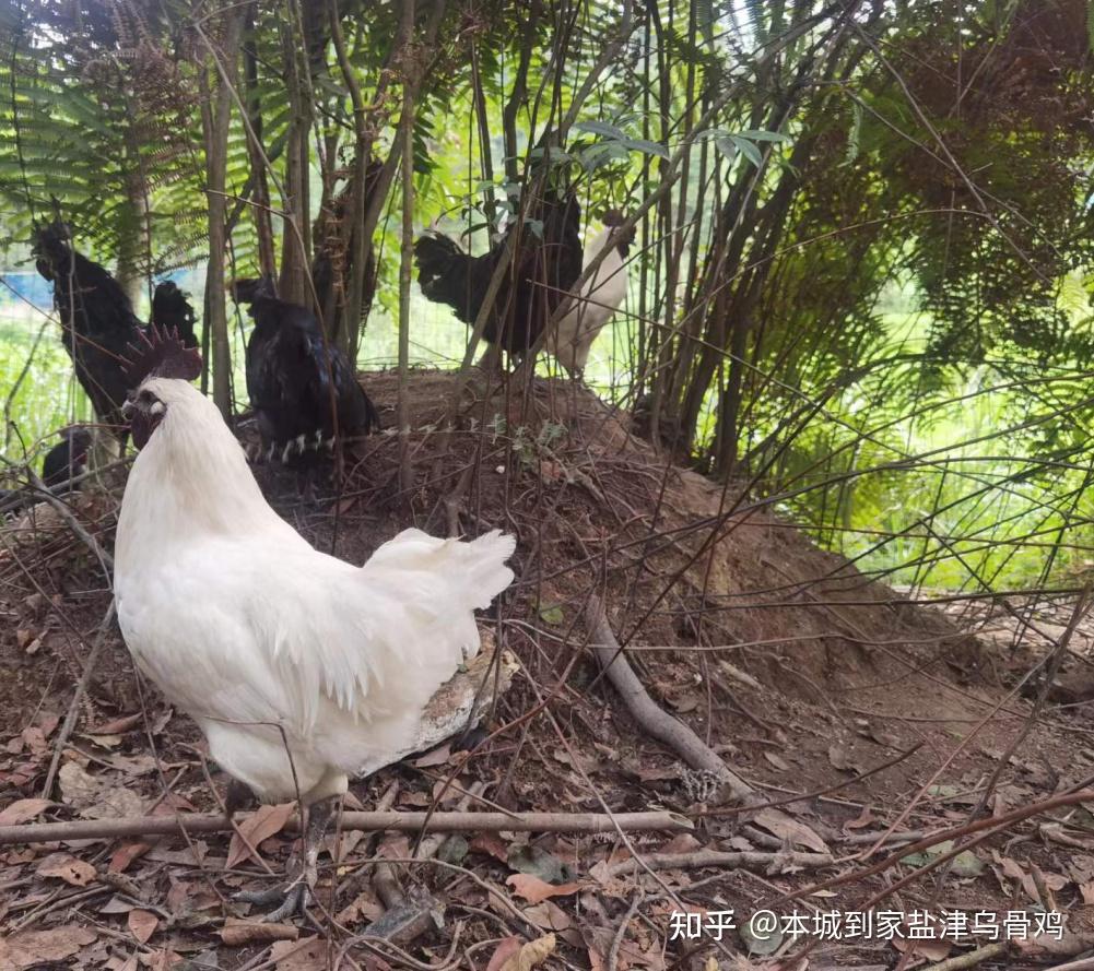 舌尖上的云南之盐津乌骨鸡 - 知乎