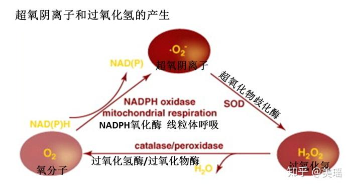 v2-473961304e04ab4482d8b19c6722ec0a_r.jpg