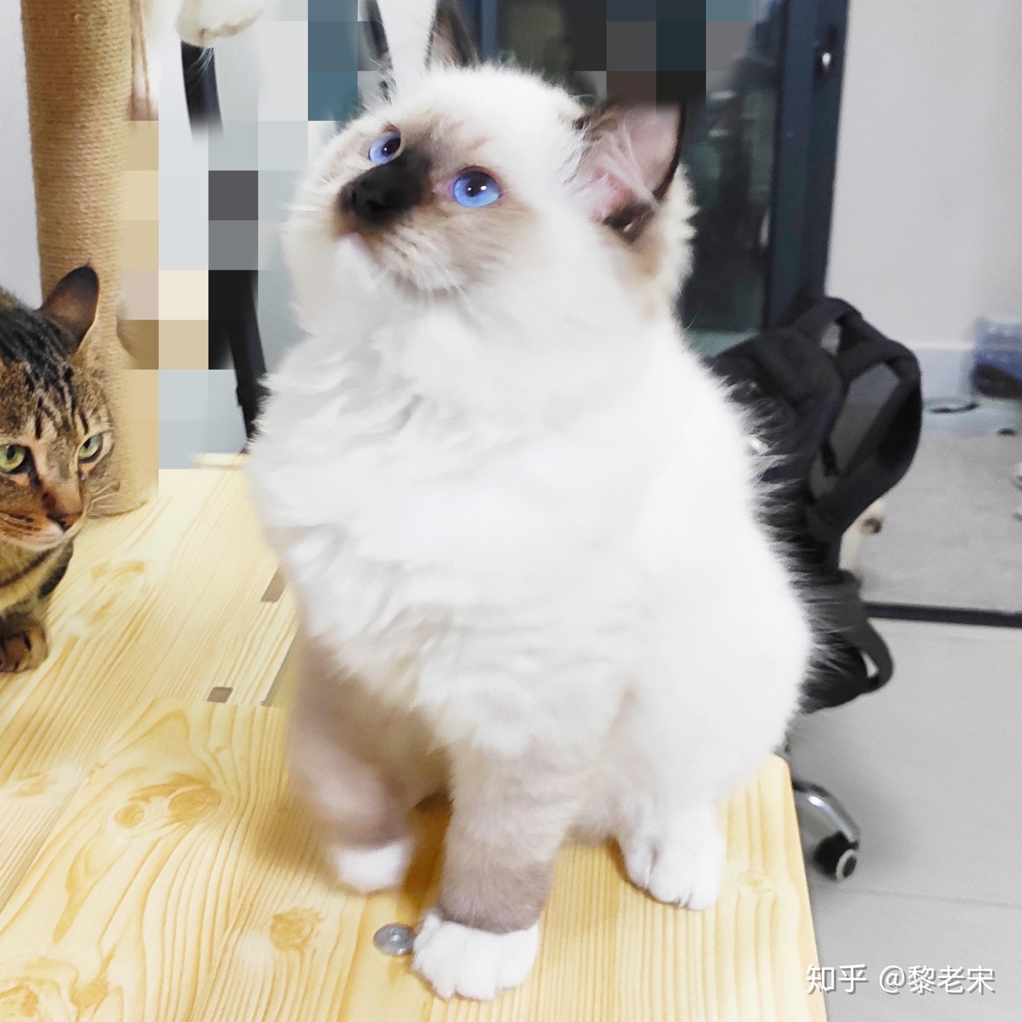 布偶猫的品相到底该怎么看