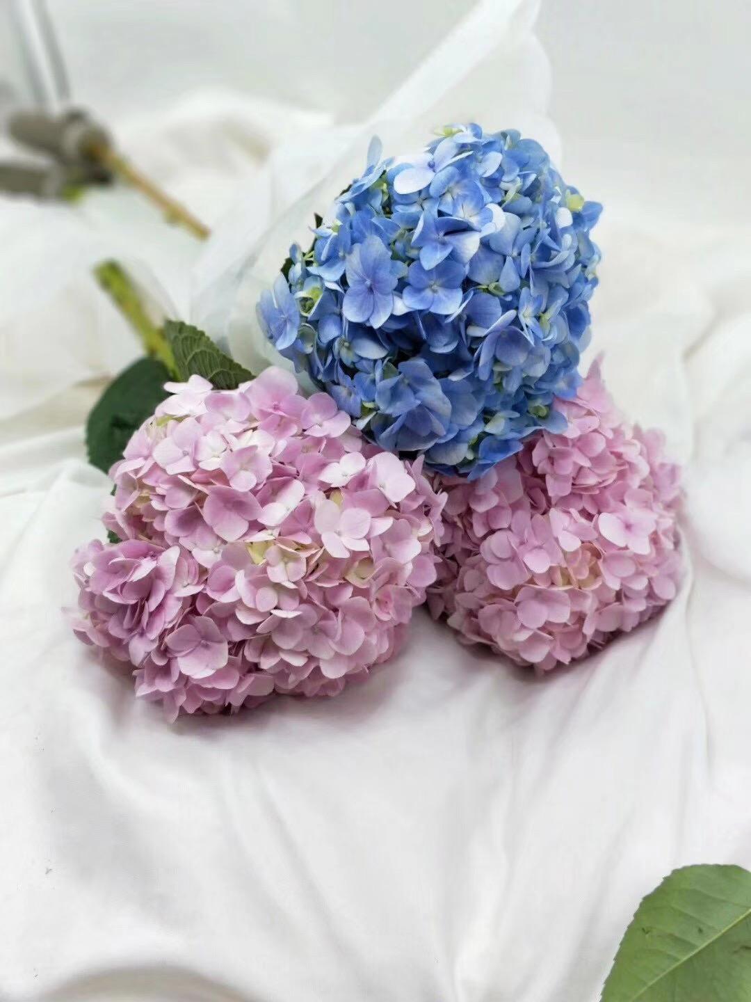 绣球丨如何打理网购绣球鲜切花