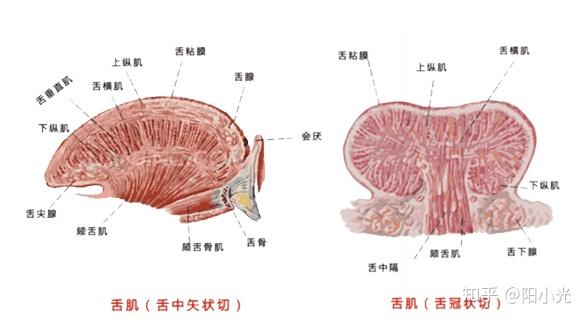 发音不准会是什么原因造成的?