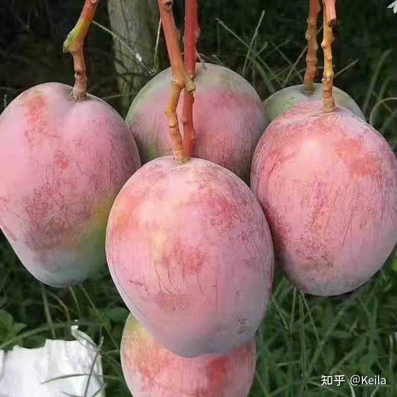 攀枝花芒果 - 知乎
