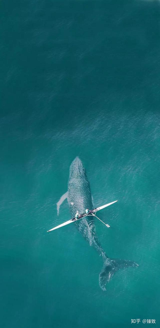 有蓝色鲸鱼的手机壁纸吗?