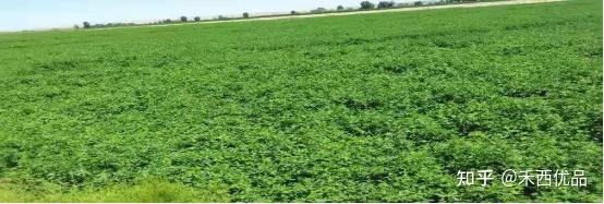 苜蓿草喂羊的饲料配方 羊能天天吃苜蓿草吗 紫花苜蓿为什能吃死牛