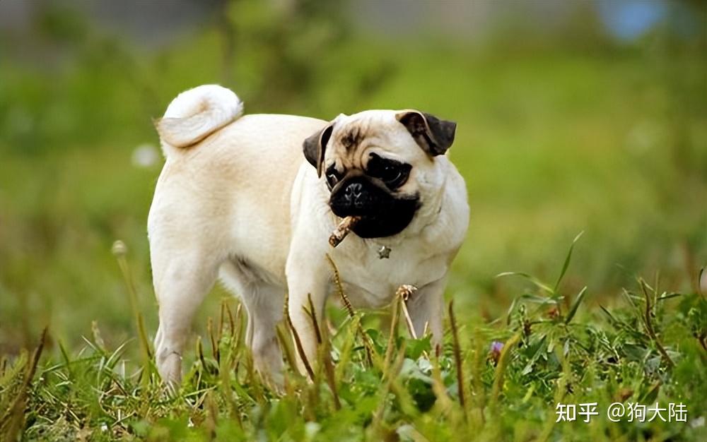 "巴哥犬"逐渐退出宠物市场,真相有7个,很现实!