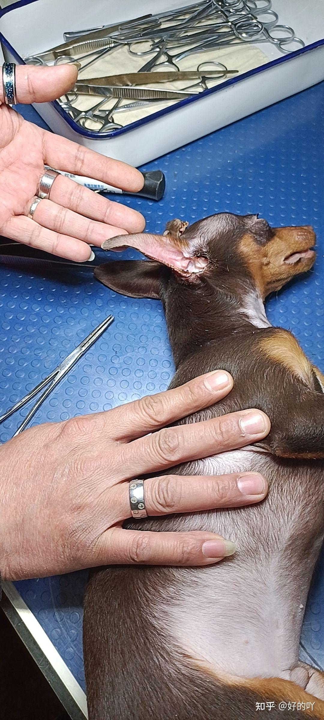 迷你宾莎犬裁耳过程和术后护理个人经验分享