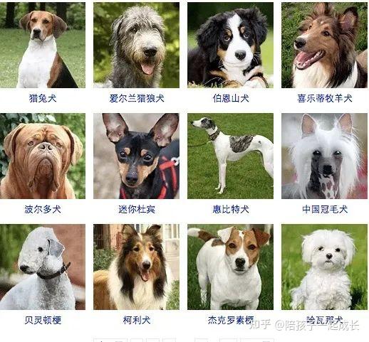 狗狗们的品种图鉴 - 知乎