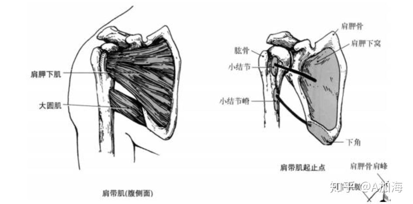 肩部结构及收缩功能