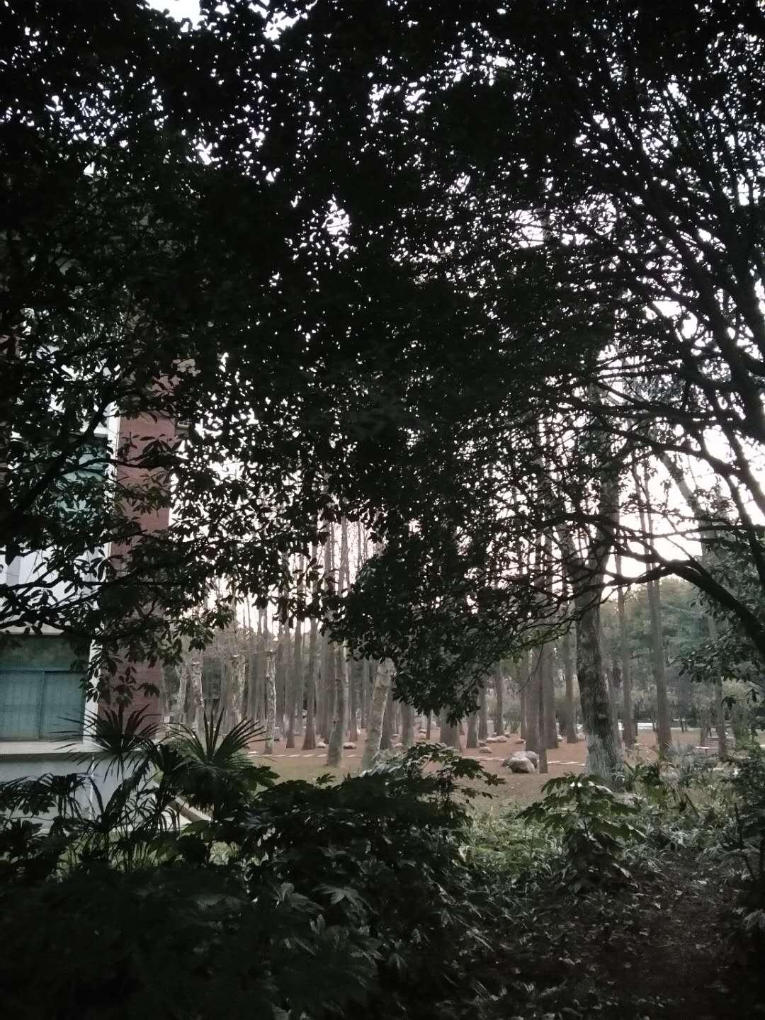 红房子旁的小树林二期公寓旁的小树林图书馆前的小树林图书馆啊,湖大