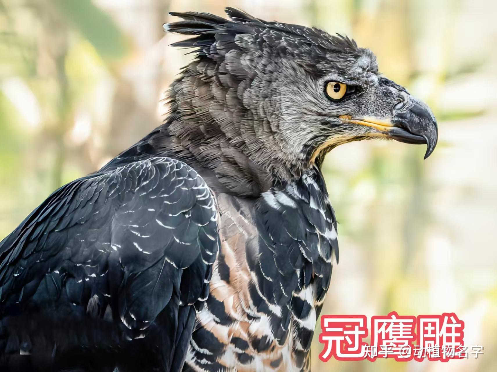 95图带您了解鹰科的鸟类,浅谈雕、鵟、鹰三类天空猛禽的区别 - 知乎