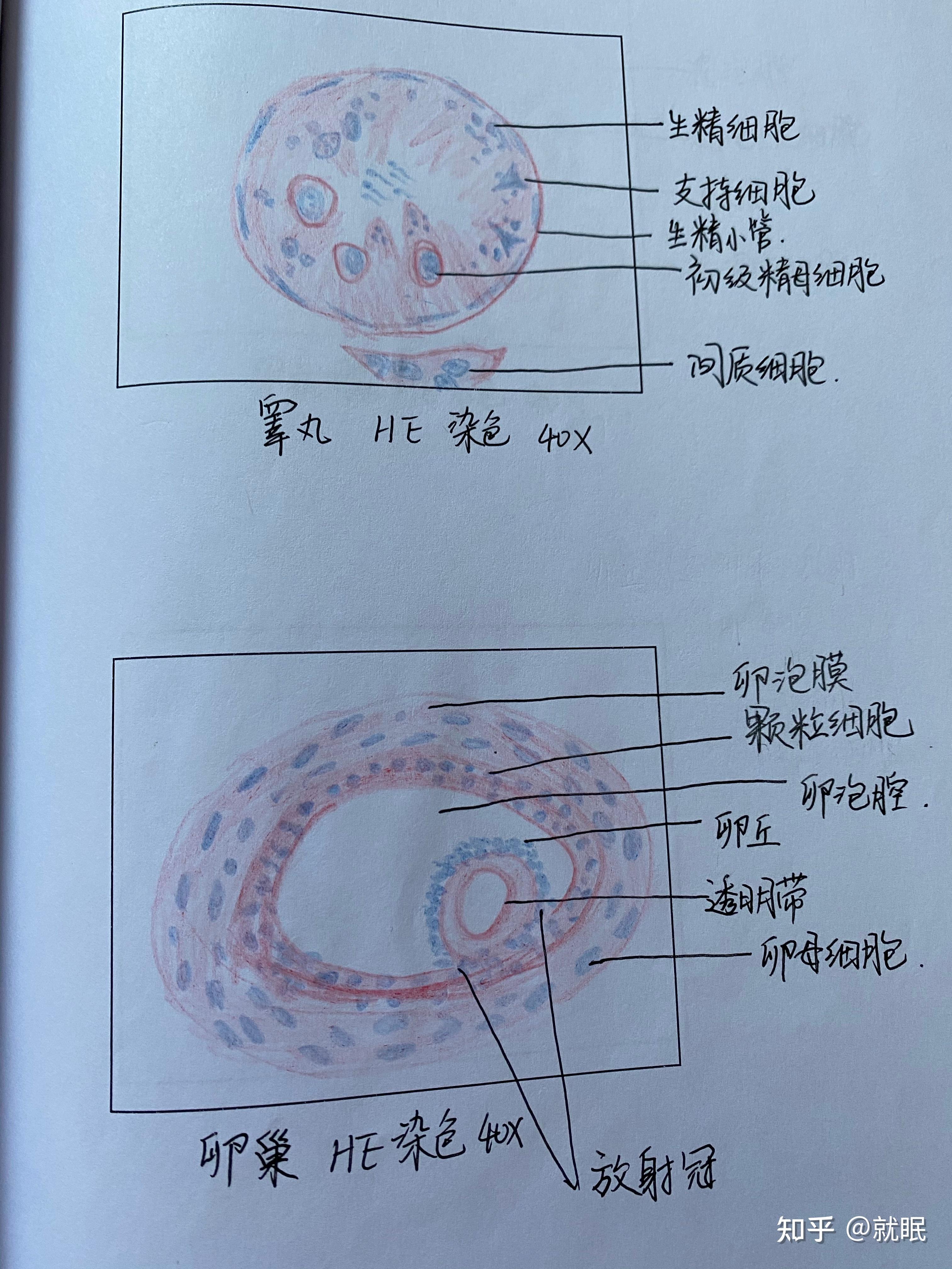 小静脉光镜图图片