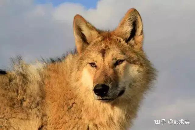 李微漪《重返·狼群》 电影带来的世界14 - 知乎