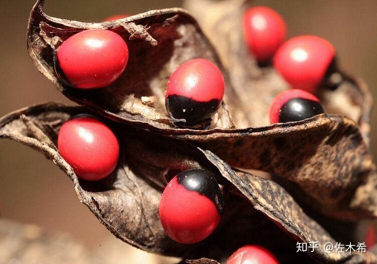 每天一个保命小技巧--鸡母珠 - 知乎