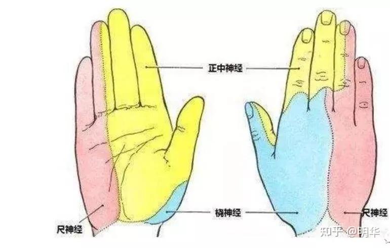 手麻 - 知乎