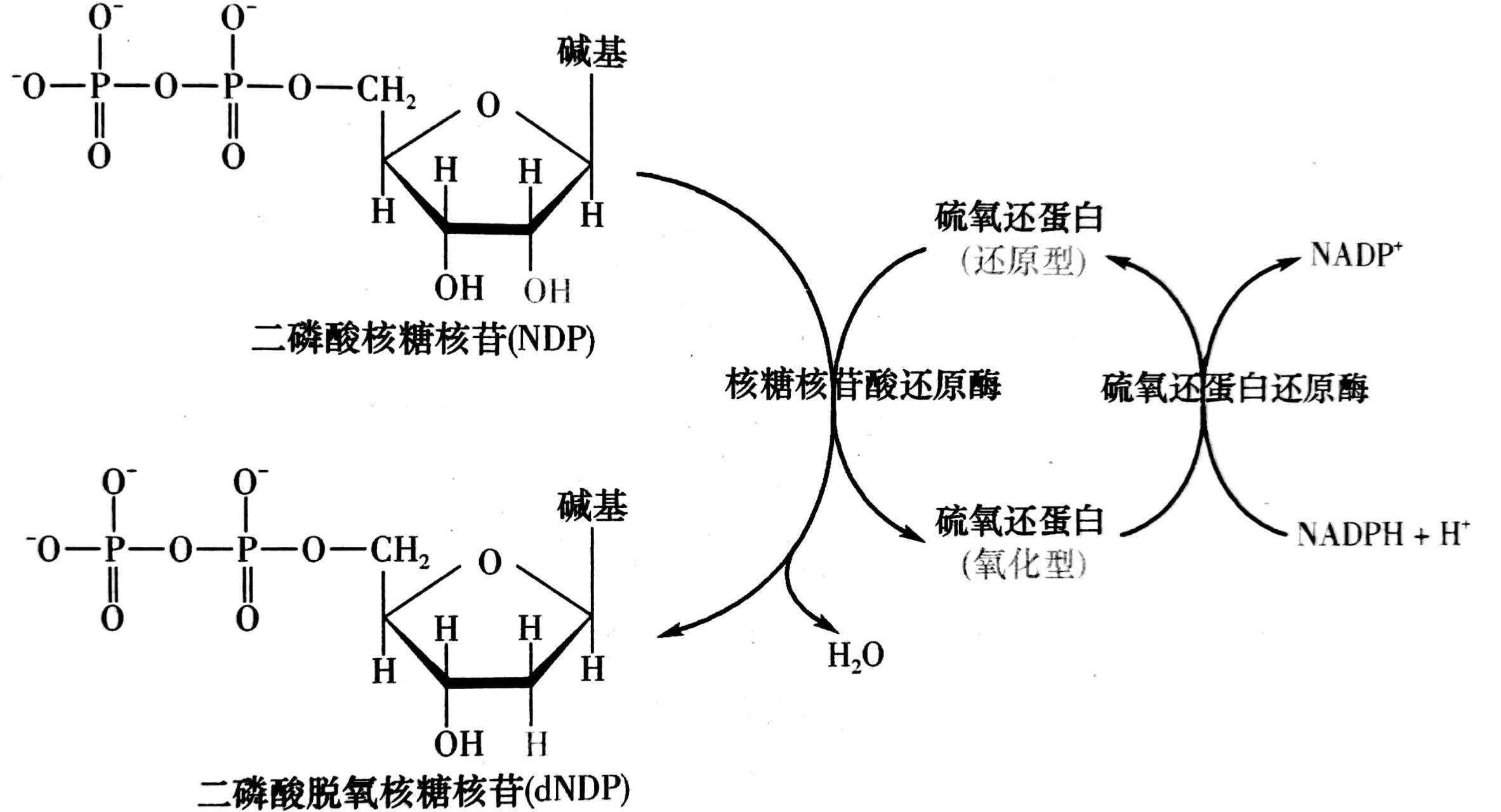 Nadph 和 Nadh 是什么？ 知乎 8012