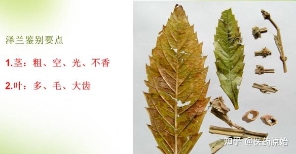 带你识别泽兰 - 知乎