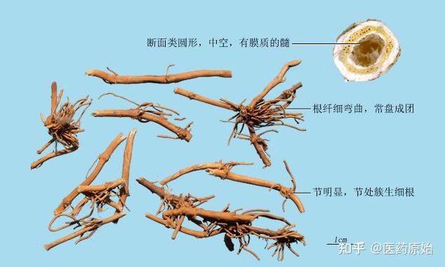 带你识别白前 - 知乎