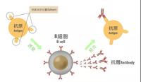 水痘帶狀皰疹抗體檢測試劑說明書