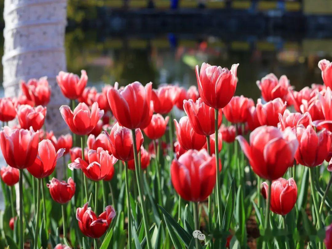 昆明郁金香花海图片