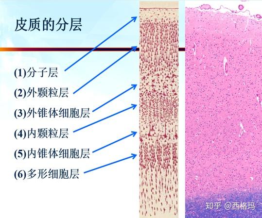 神经系统（组织学） - 知乎