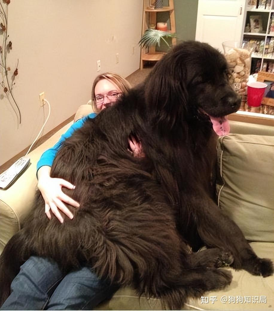 这几种狗狗外表“大老虎”，内心“小公举”，很爱撒娇！ - 知乎