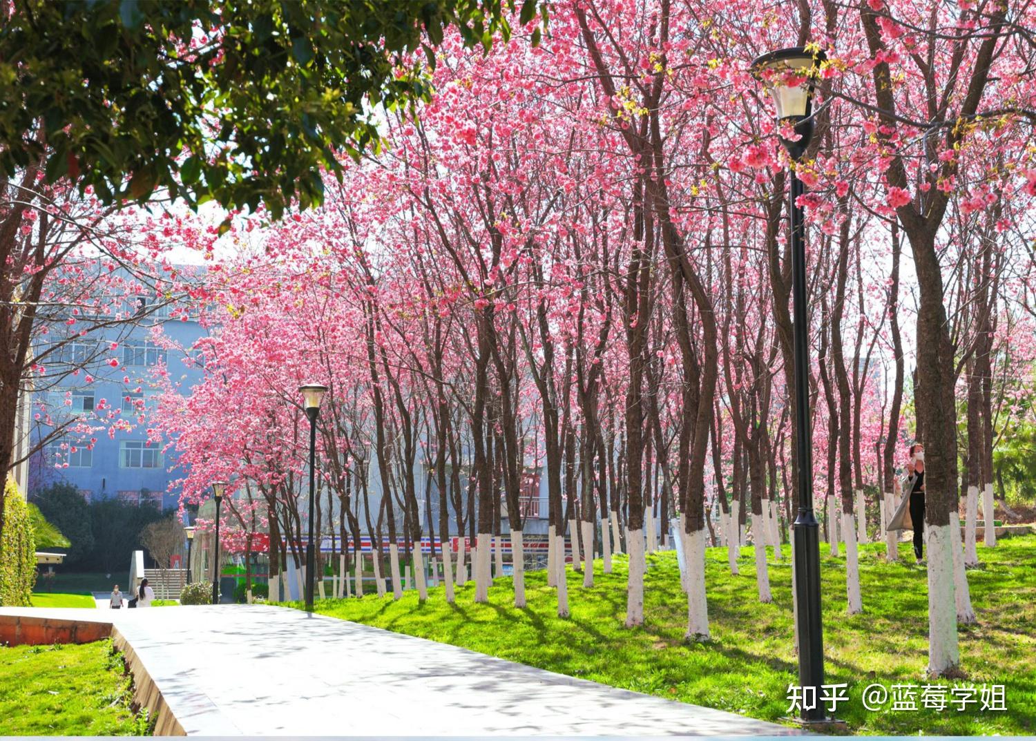 堪称昆明最美大学!