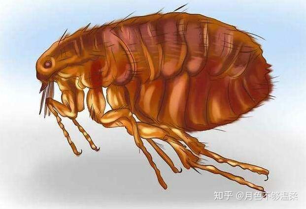 跪求去除床上跳蚤的方法