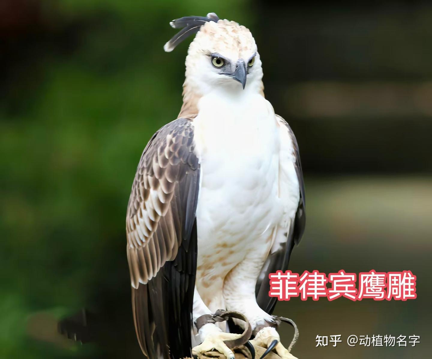 95图带您了解鹰科的鸟类,浅谈雕、鵟、鹰三类天空猛禽的区别 - 知乎