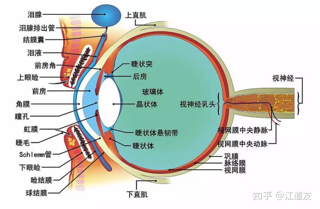 眼动仪原理图片