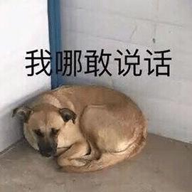 动图封面
