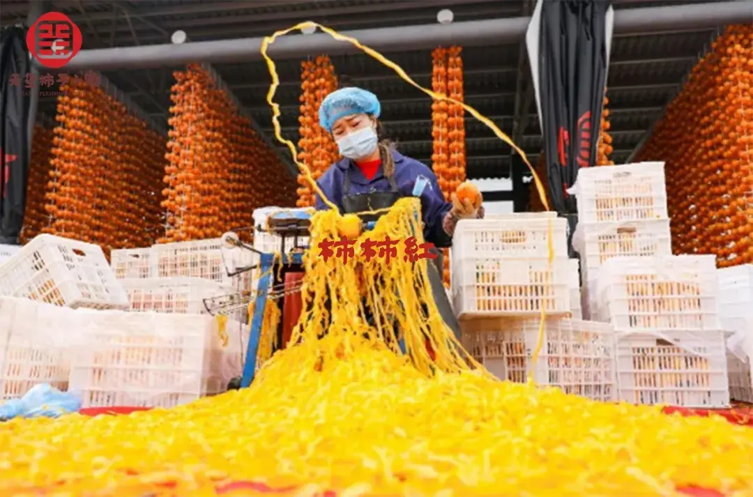 传统技艺历久弥新之富平柿饼的制作工艺