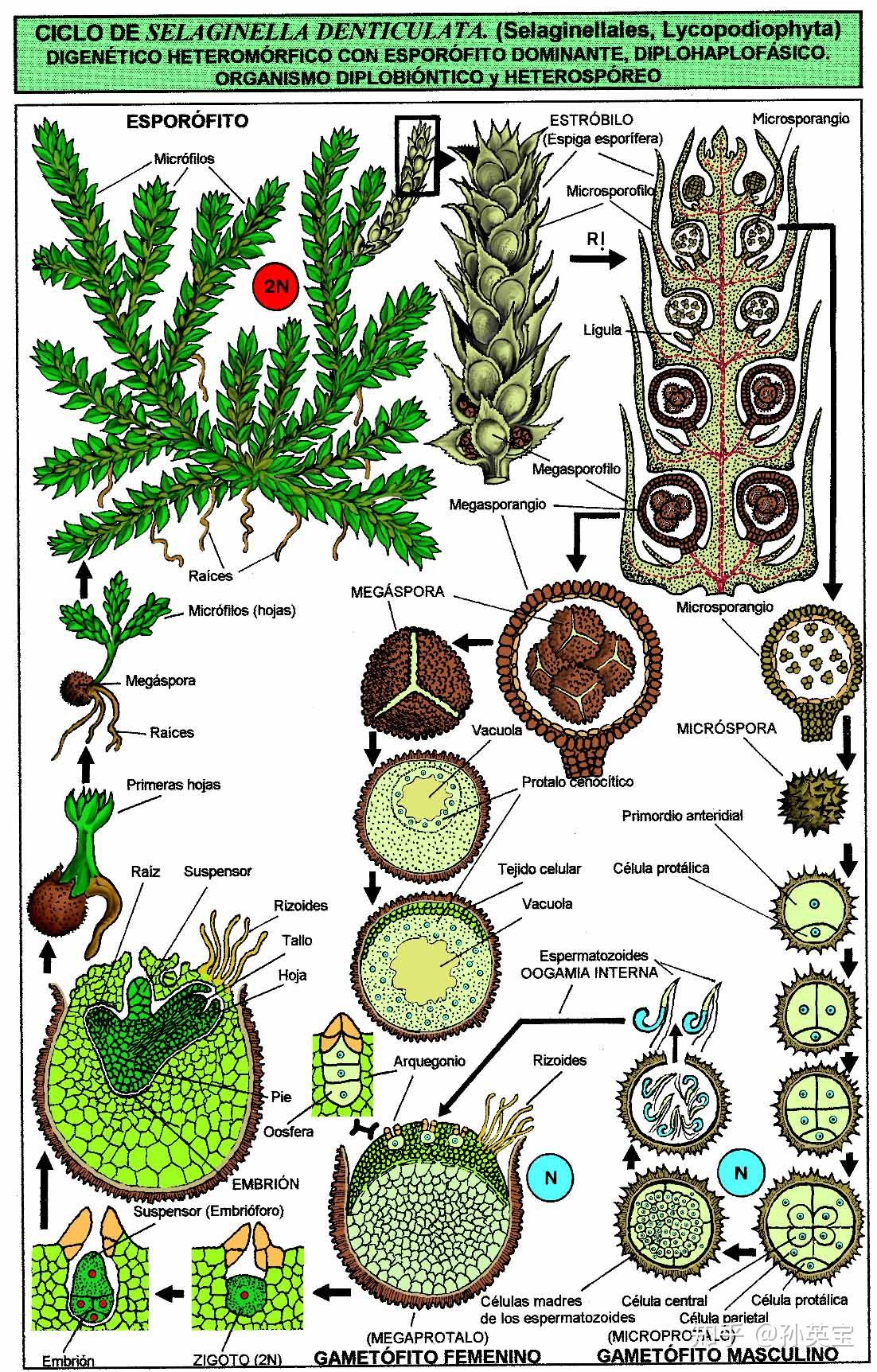 科学绘画来自泥盆纪时期的蕨类植物