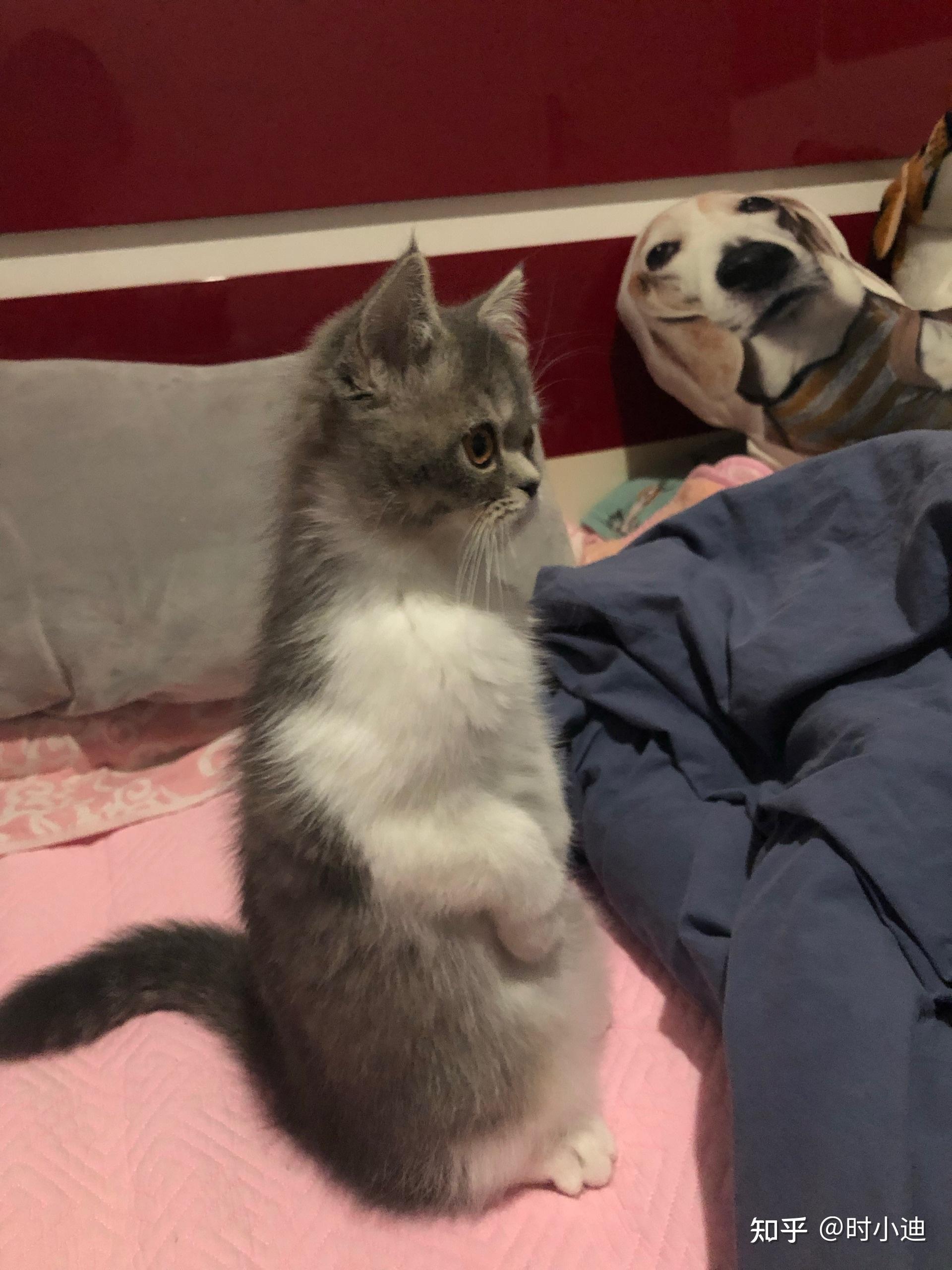猫咪站起来后胸骨这样正常吗