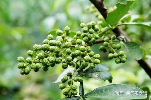 北方矿山植被生态修复常用园林植物 - 知乎
