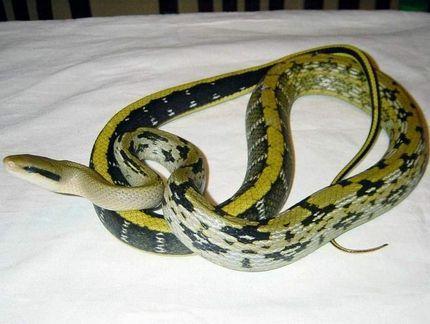 常见锦蛇图片