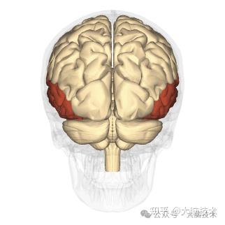 大脑基础知识:大脑颞叶的位置、结构和功能 - 知乎