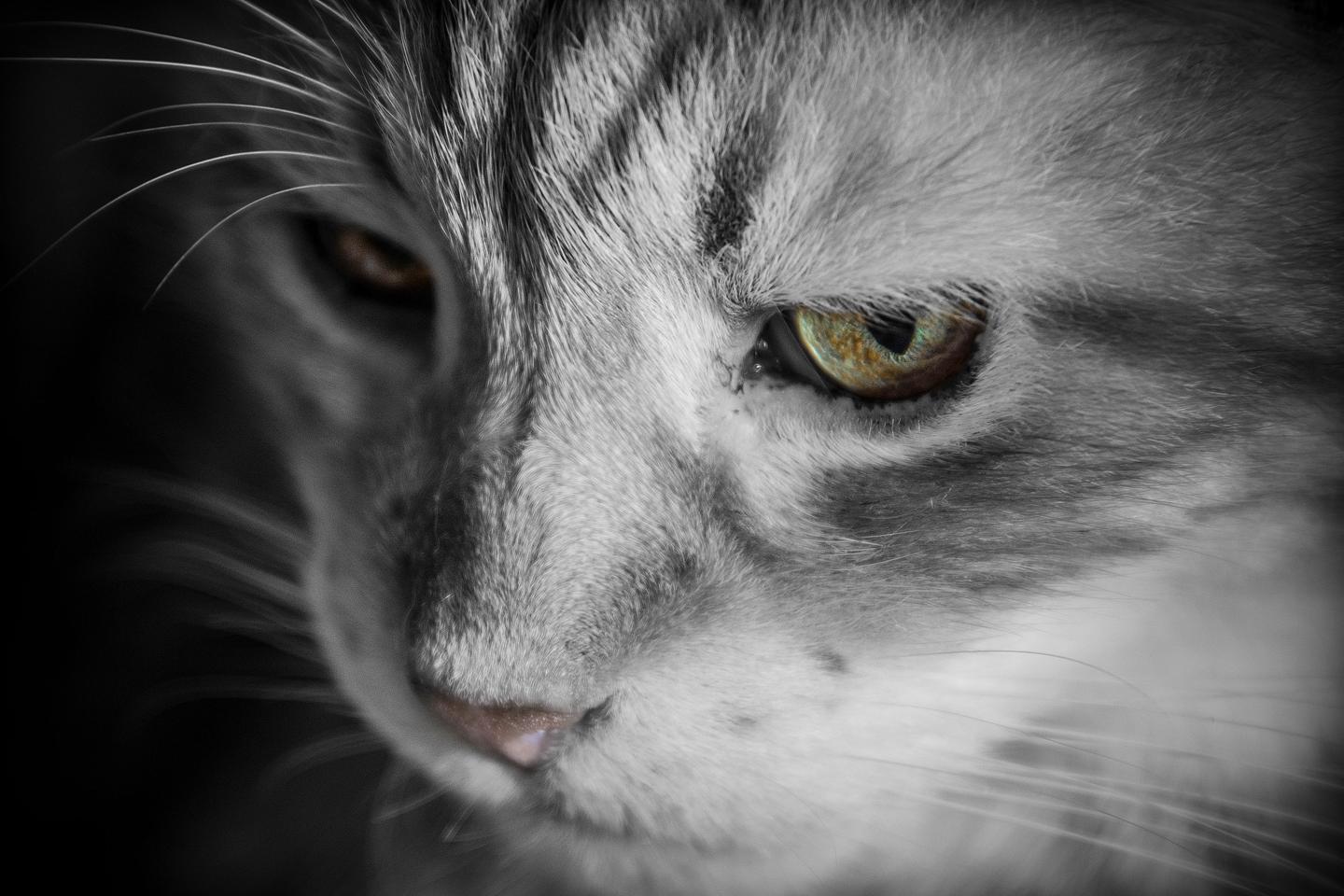 又一只猫咪因为这个疾病而死 爱猫的你一定要了解清楚 知乎 又一只猫咪因为这个疾病而死 爱猫的你一定要了解清楚 知乎