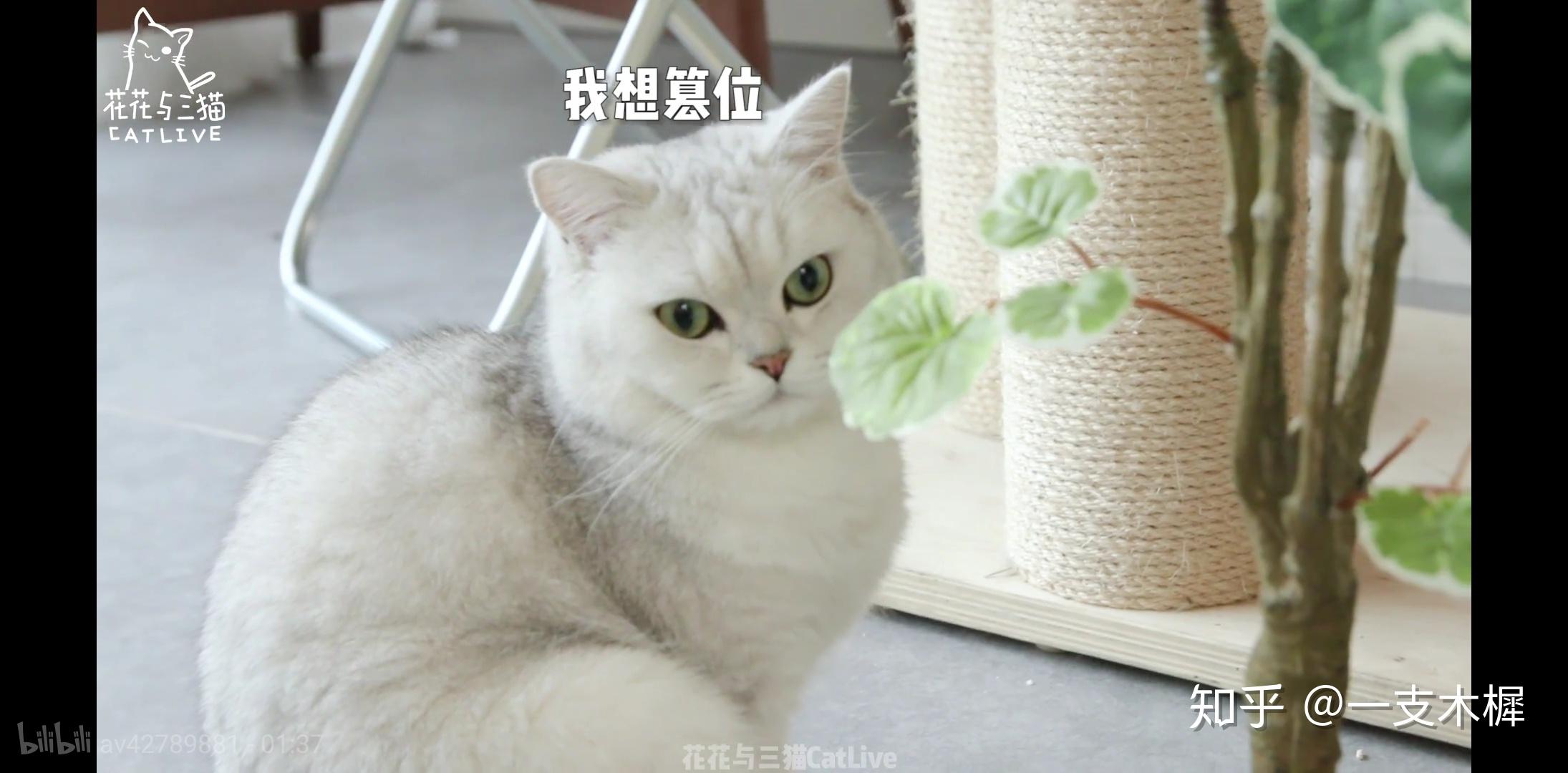 如何看待 b 站 up 主花花与三猫catlive 被质疑知后院买后院?