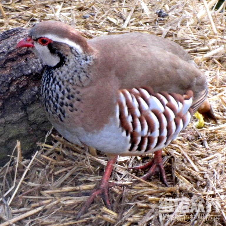 養鵪鶉吃什麼糧食鵪鶉自配飼料日糧下蛋快