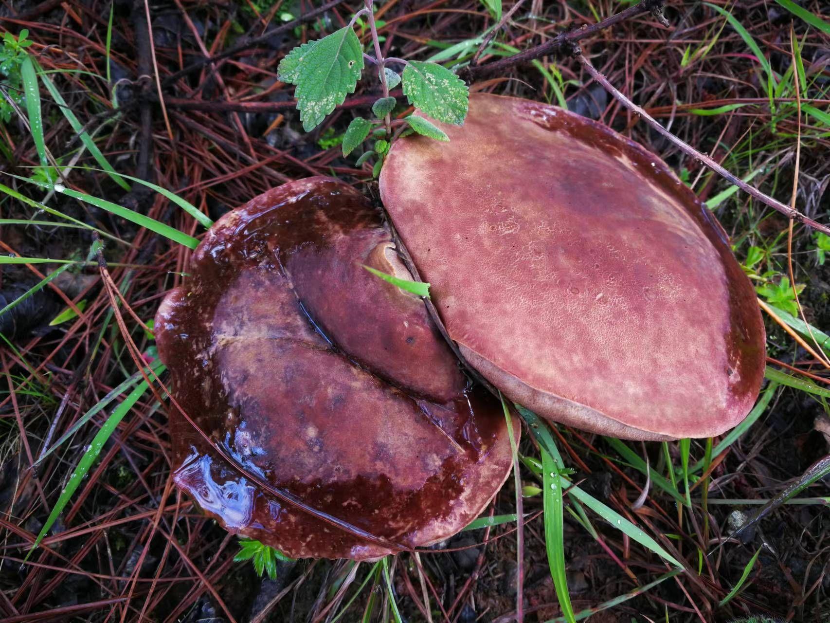 山野藏珍馐:紫盖牛肝菌 - 知乎