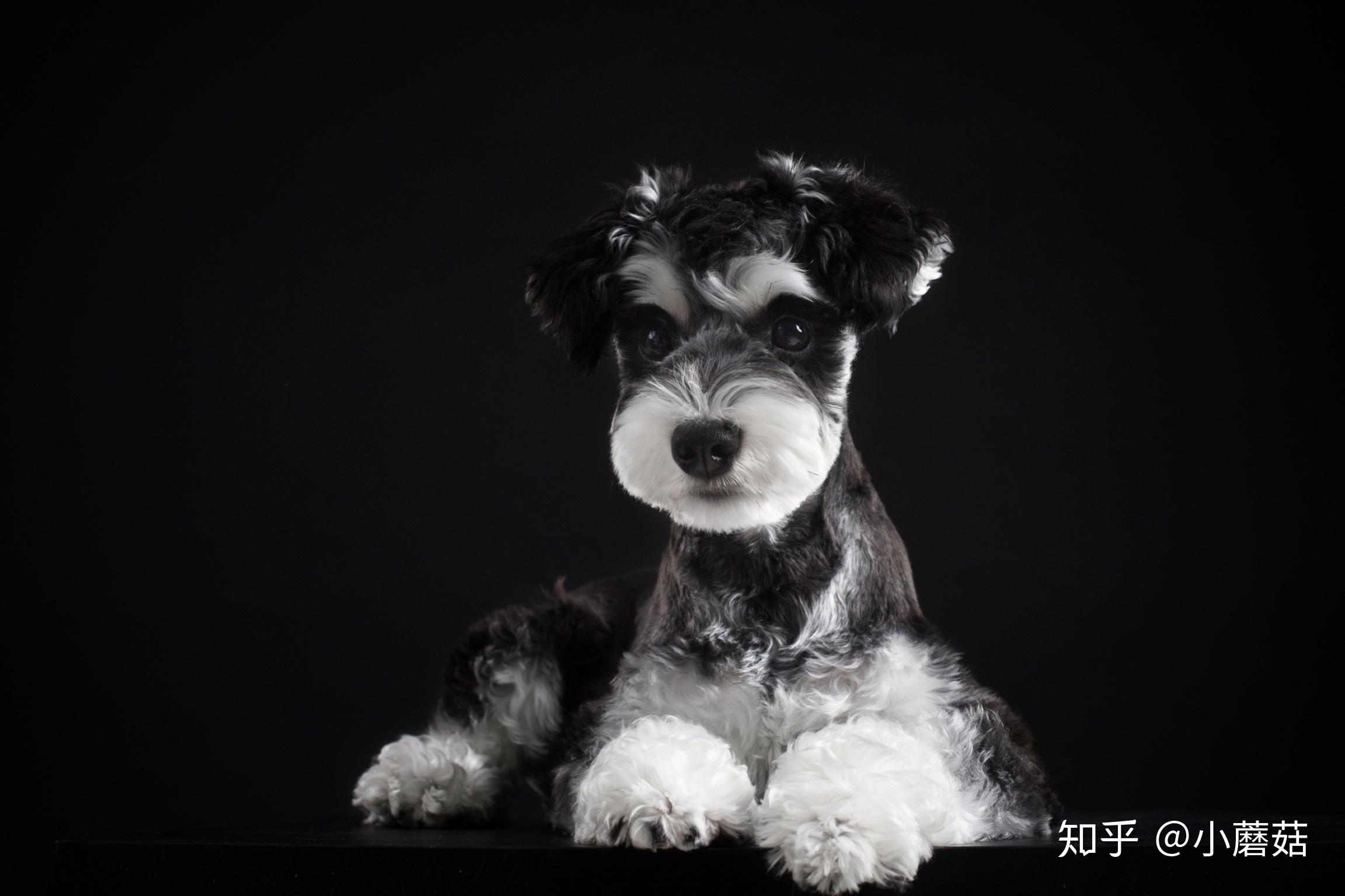 为什么很少有人喜欢雪纳瑞