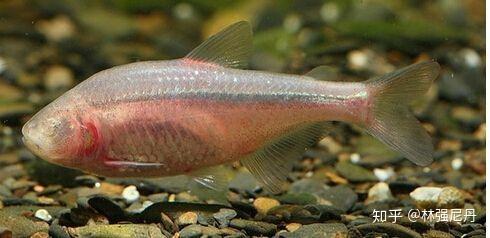 神奇的洞穴鱼侧线 助力水下流场传感器开发 - 知乎