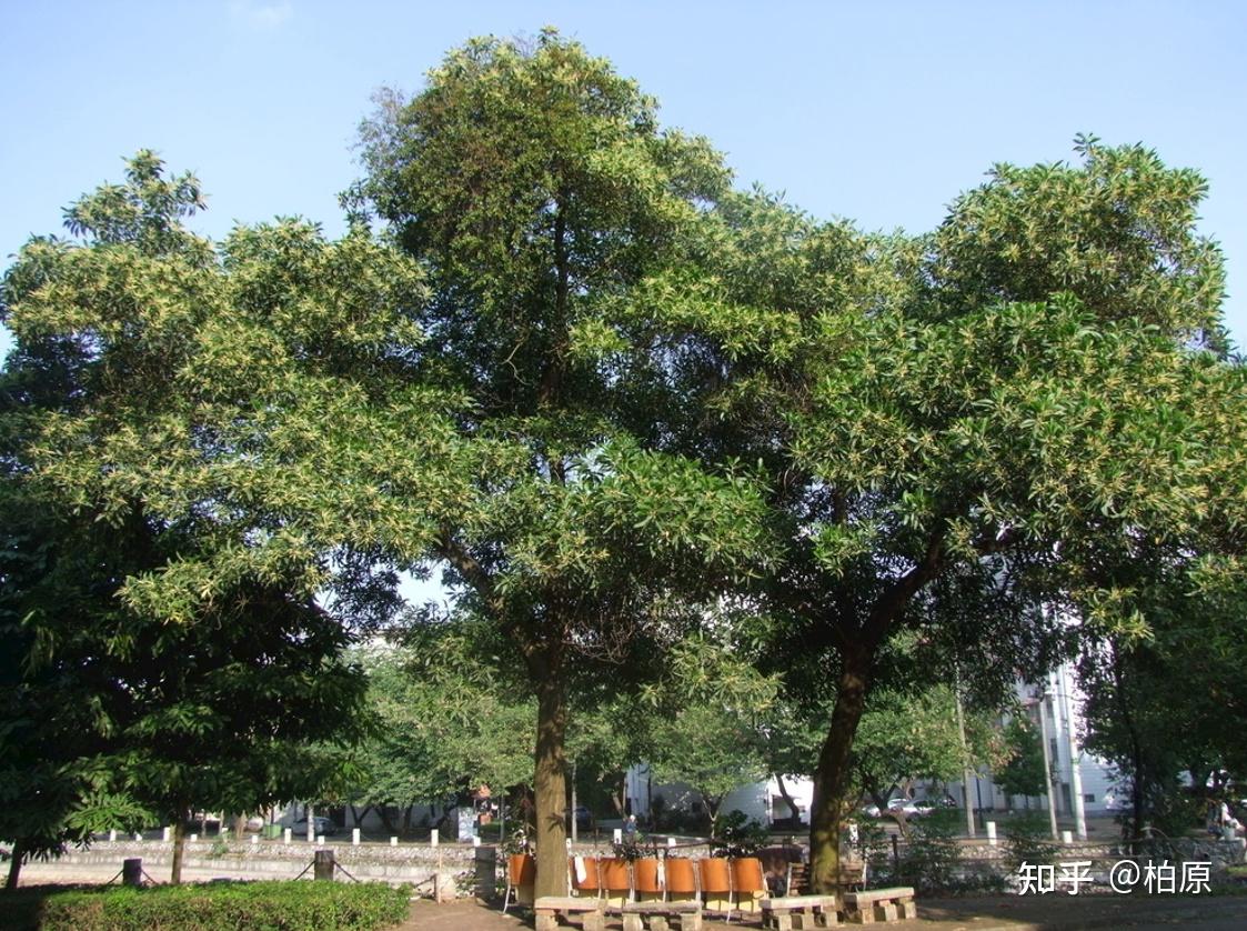 一叶菩提相思红豆节选第一