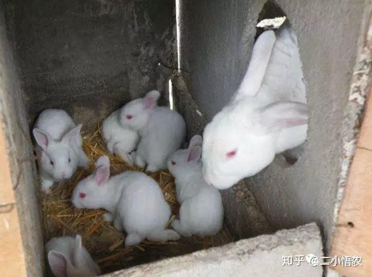 产皮的主要是獭兔,有黑獭兔,白獭兔,黄獭兔,咖啡色獭兔和宝石花獭兔等