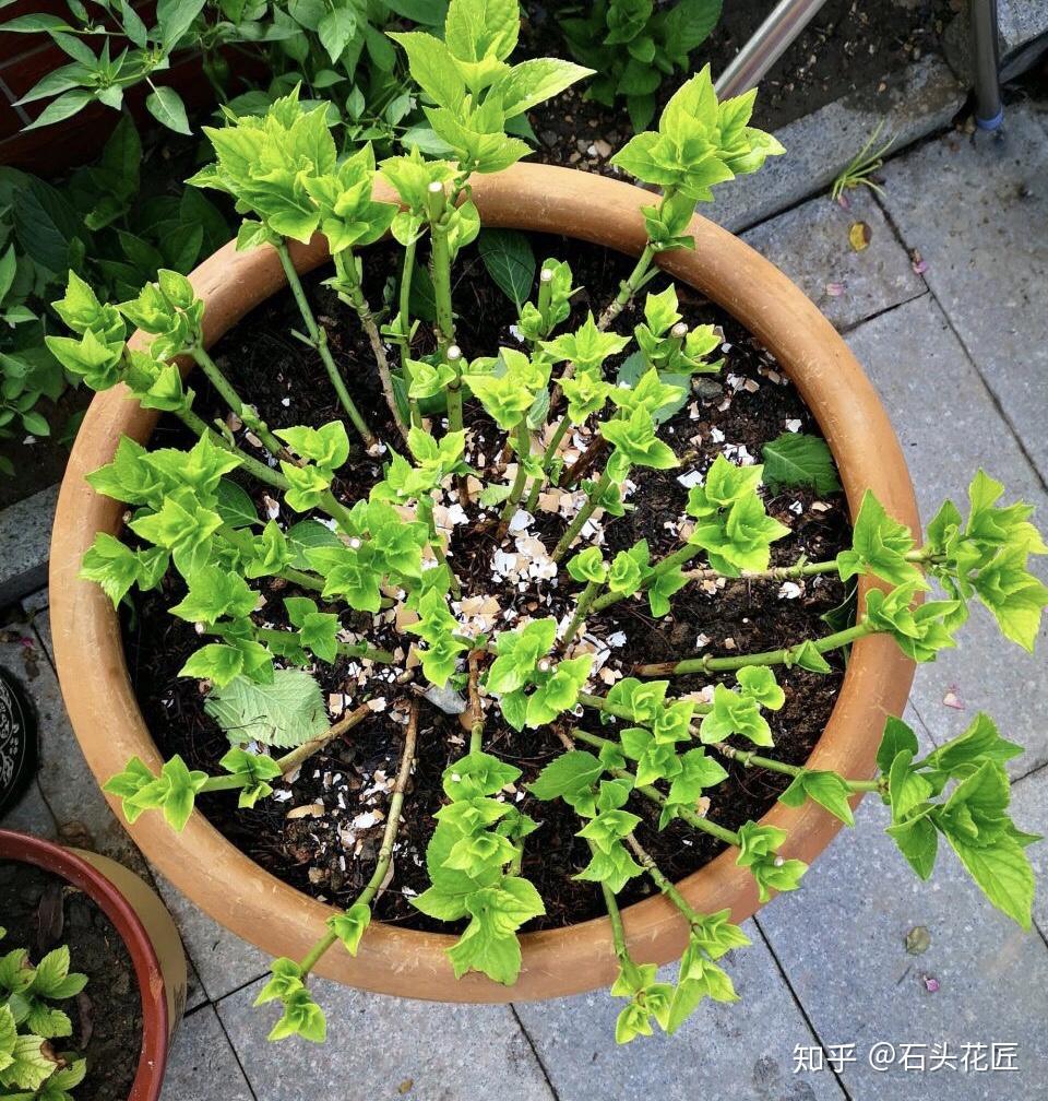 今天就給大家分享,在夏季當繡球花花朵開敗以後,一定要及時修剪殘花