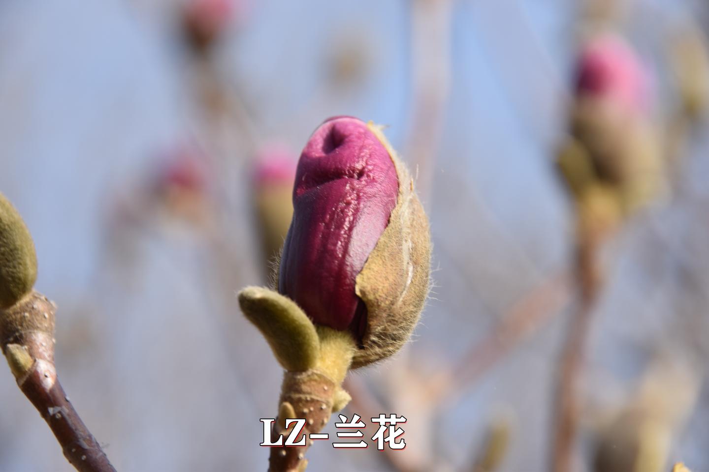 漂亮的紫玉兰花蕾是辛夷原来可以治疗鼻塞和风寒感冒 知乎 漂亮的紫玉兰花蕾是辛夷原来可以治疗鼻塞和风寒感冒 知乎