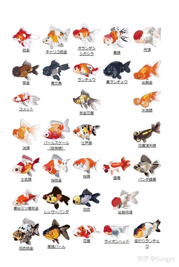 金鱼种类介绍图片