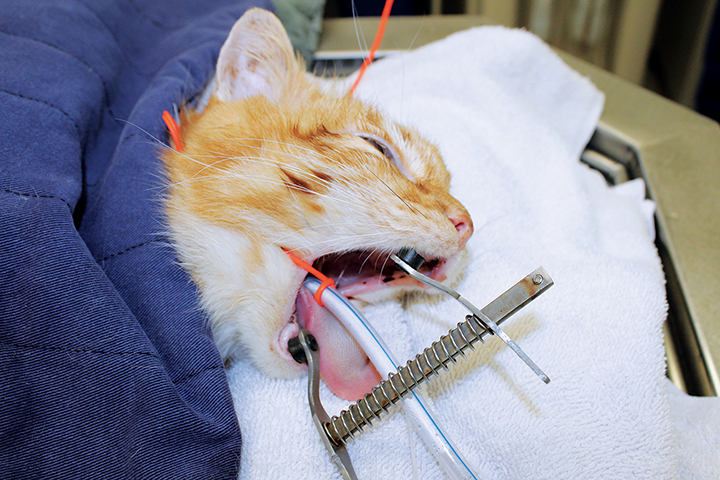 牙科学猫使用开口器的并发症